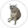 cashcat